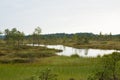 A beautiful swamp landscape near the lake in morning light. Marsh scenery in Northern europe.