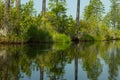 swamp landscape and swimming alligator in the Okefenokee National Wildlife Refuge in Georgia Royalty Free Stock Photo