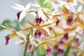 Orchids in spring Royalty Free Stock Photo