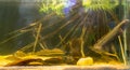 Beautiful swamp planted freshwater aquarium