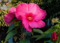 Beautiful Swamp Rose Mallow flower Royalty Free Stock Photo