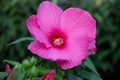 Beautiful Swamp Rose Mallow flower Royalty Free Stock Photo