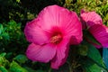 Beautiful Swamp Rose Mallow flower Royalty Free Stock Photo