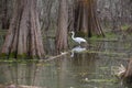 Beautiful swamp scene at Lake Martin in Louisiana.