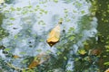 A beautiful, swampy view of a yellow leaf, recently fallen into an algae filled, sky reflective swamp.