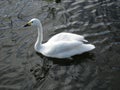 Beautiful swan Royalty Free Stock Photo