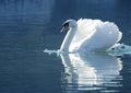 Beautiful swan