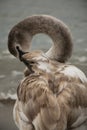 Beautiful swan on the beach Royalty Free Stock Photo