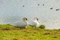 Beautiful swan birds float on the water of the lake. Royalty Free Stock Photo