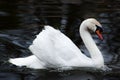 Beautiful swan on black background