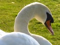 beautiful swan on blue lake water in sunny day during summer, swans on pond, nature series Royalty Free Stock Photo