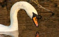 beautiful swan on blue lake water in sunny day during summer, swans on pond, nature series Royalty Free Stock Photo