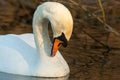 beautiful swan on blue lake water in sunny day during summer, swans on pond, nature series Royalty Free Stock Photo