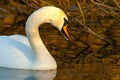 beautiful swan on blue lake water in sunny day during summer, swans on pond, nature series Royalty Free Stock Photo