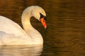 beautiful swan on blue lake water in sunny day during summer, swans on pond, nature series Royalty Free Stock Photo