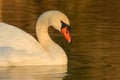 beautiful swan on blue lake water in sunny day during summer, swans on pond, nature series Royalty Free Stock Photo