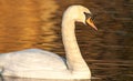 beautiful swan on blue lake water in sunny day during summer, swans on pond, nature series Royalty Free Stock Photo