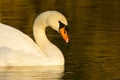 beautiful swan on blue lake water in sunny day during summer, swans on pond, nature series Royalty Free Stock Photo