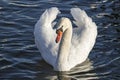 Beautiful Swan Royalty Free Stock Photo