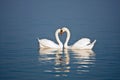 Beautiful swan couple