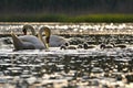 Beautiful swan cubs at the pond. Beautiful natural colored background with wild animals. Springtime.