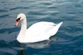 Beautiful swan in Dunai river