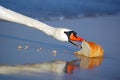 Beautiful swan eating bread