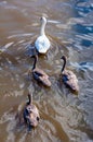 Beautiful swan familiy