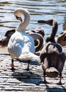 Beautiful swan familiy