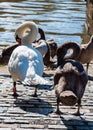 Beautiful swan familiy