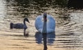 Beautiful swan family glide in sunset Royalty Free Stock Photo