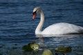 Beautiful swan feeding Royalty Free Stock Photo
