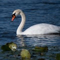 Beautiful swan feeding Royalty Free Stock Photo