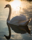 Beautiful swan floating in the calm lake Royalty Free Stock Photo