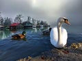 Beautiful swan in the foreground of two ducks swimming in the lake near wooden cabins under dark sky Royalty Free Stock Photo