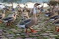 Beautiful Swan geese Anser cygnoides at the neckar riverbank in heidelberg, Germany Royalty Free Stock Photo