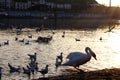 Beautiful Swan geese Anser cygnoides at the neckar riverbank in the sunset in heidelberg, Germany Royalty Free Stock Photo