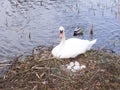 White swan and her family Royalty Free Stock Photo