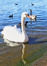 Beautiful swan inside the lake of the Hyde park London city Royalty Free Stock Photo