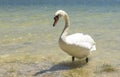 Beautiful swan at lake