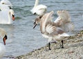 Beautiful swan by the lake spread wings Royalty Free Stock Photo