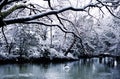Beautiful Swan Lake in Winter Scene Peaceful Concept Royalty Free Stock Photo