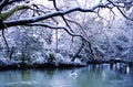 Beautiful Swan Lake in Winter Scene Peaceful Concept Royalty Free Stock Photo