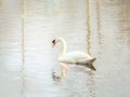 Beautiful swan looking at his reflection while swimming in the lake Royalty Free Stock Photo