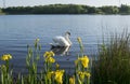 Beautiful Swan At Manvers Lake Royalty Free Stock Photo