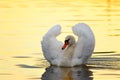 beautiful swan mating behaviour