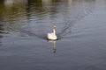 Swan moving forward in a river