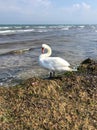 A beautiful swan on the North Sea beach Royalty Free Stock Photo