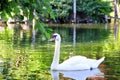 Beautiful swan in the park . Boston . USA. Royalty Free Stock Photo