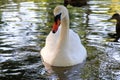 Beautiful swan in the park . Boston . USA. Royalty Free Stock Photo
